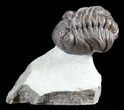 Rare, Eifel Geesops Trilobite - Germany #50609-1